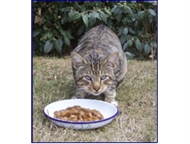 Prison Feeding